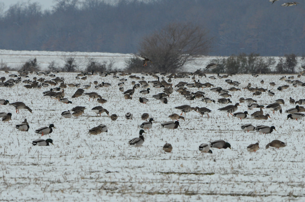 Migration Alert! Waterfowl are on the move from Canada and the Great Plains!
