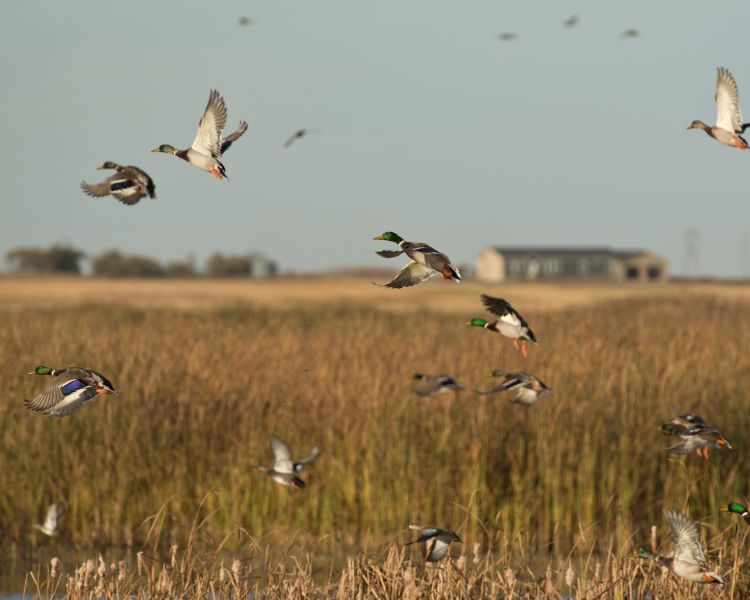 Regional Confluence Conservation Partnership Recommits Efforts