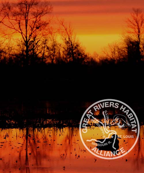 Great Rivers Confluence Wetlands & Waterfowl Conservation in the Confluence Flood Plain – Great ...