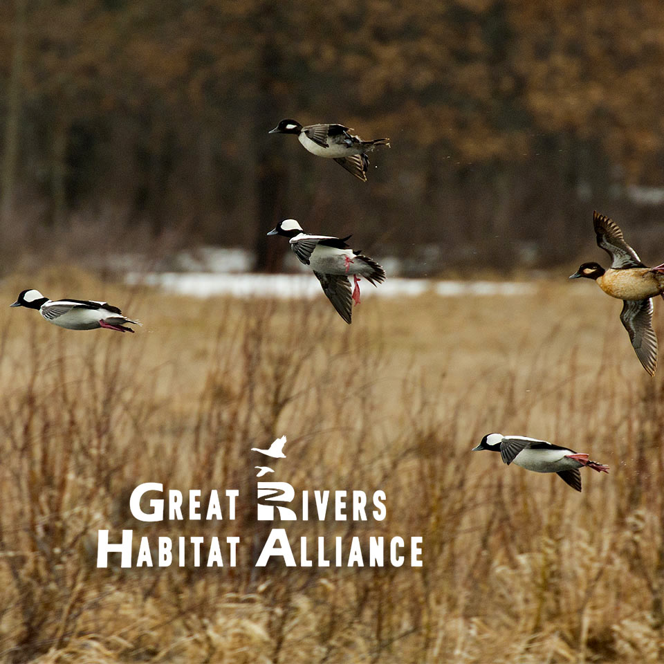 Great Rivers Confluence Wetlands & Waterfowl Conservation in the Confluence Flood Plain – Great ...